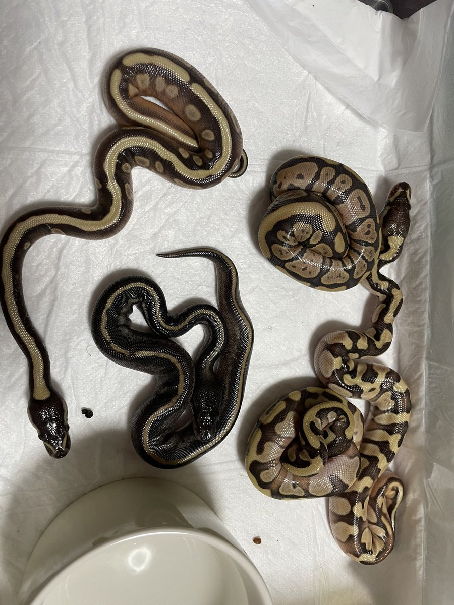 Amphisp1's tweet image. ゴーストモハべ×GHI?↓
GHIモハべブラックヘッド×1
ゴーストモハべ×2
ブラックヘッドモハべ×1
ゴースト×1
お父さん…もしかしてGHIブラックヘッドhetゴースト？