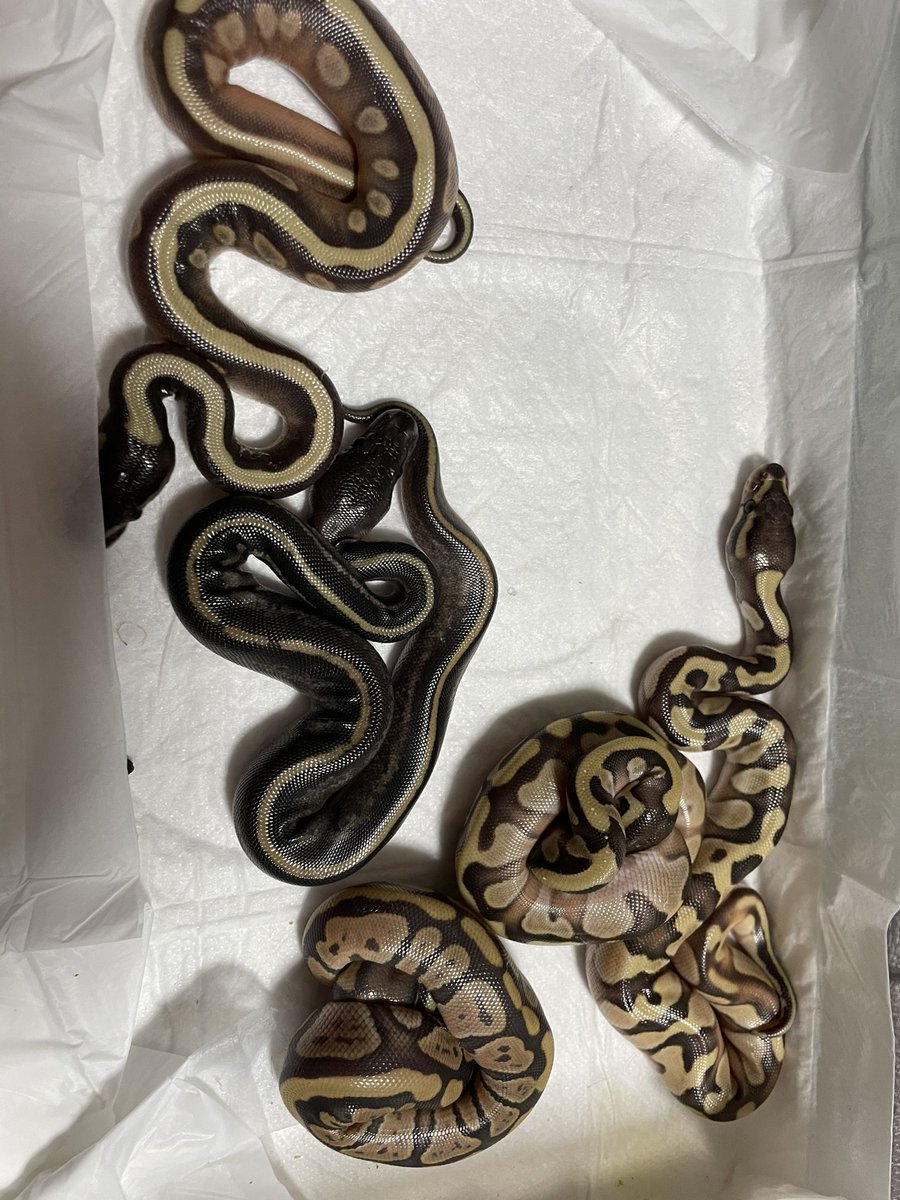 Amphisp1's tweet image. ゴーストモハべ×GHI?↓
GHIモハべブラックヘッド×1
ゴーストモハべ×2
ブラックヘッドモハべ×1
ゴースト×1
お父さん…もしかしてGHIブラックヘッドhetゴースト？