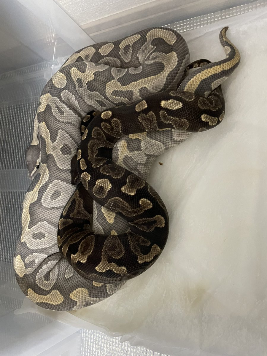 Amphisp1's tweet image. ゴーストモハべ×GHI?↓
GHIモハべブラックヘッド×1
ゴーストモハべ×2
ブラックヘッドモハべ×1
ゴースト×1
お父さん…もしかしてGHIブラックヘッドhetゴースト？