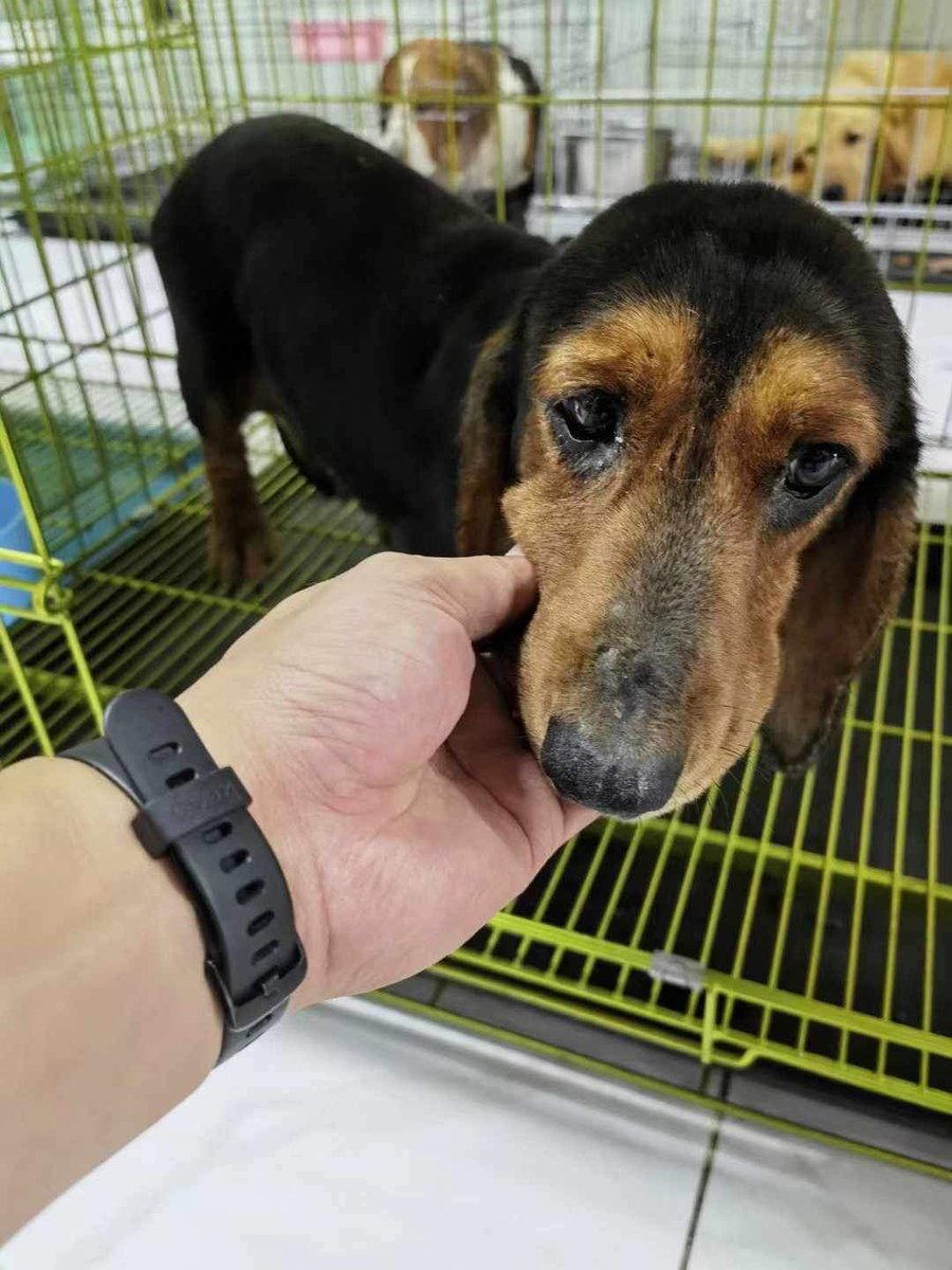 Dog Meat Trade Dachshund Rescue & Support Group tweet media