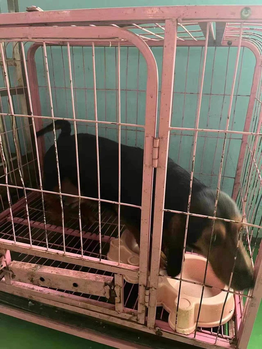 Dog Meat Trade Dachshund Rescue & Support Group tweet media