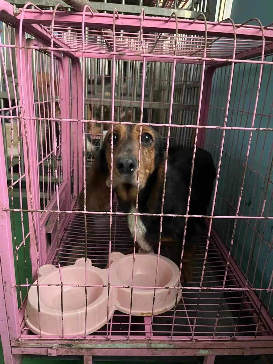 Dog Meat Trade Dachshund Rescue & Support Group tweet media