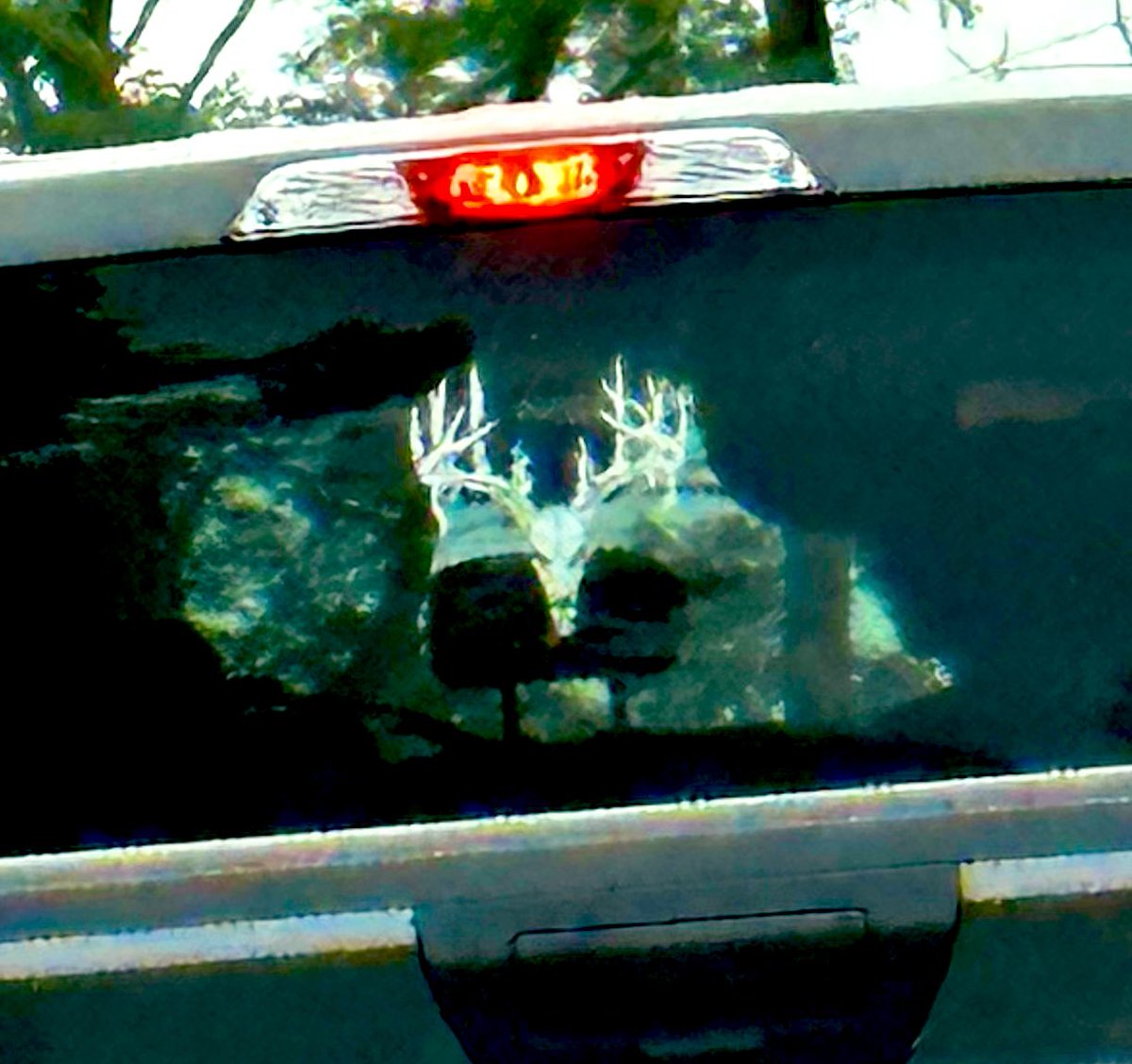 CornThicket's tweet photo. NEW RULE:  No more stickers on your vehicle that are bigger than the biggest buck you’ve ever killed.

Bunch of folks gonna need to peel these off and find some 112” eight point stickers.

#saltlife https://t.co/j0LX07W5db