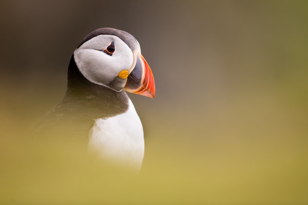 Did you know that nesting birds on Lambay Island include #Fulmars, #Guillemots, #HerringGulls, #Kittiwakes, #ManxShearwaters, and #Puffins?