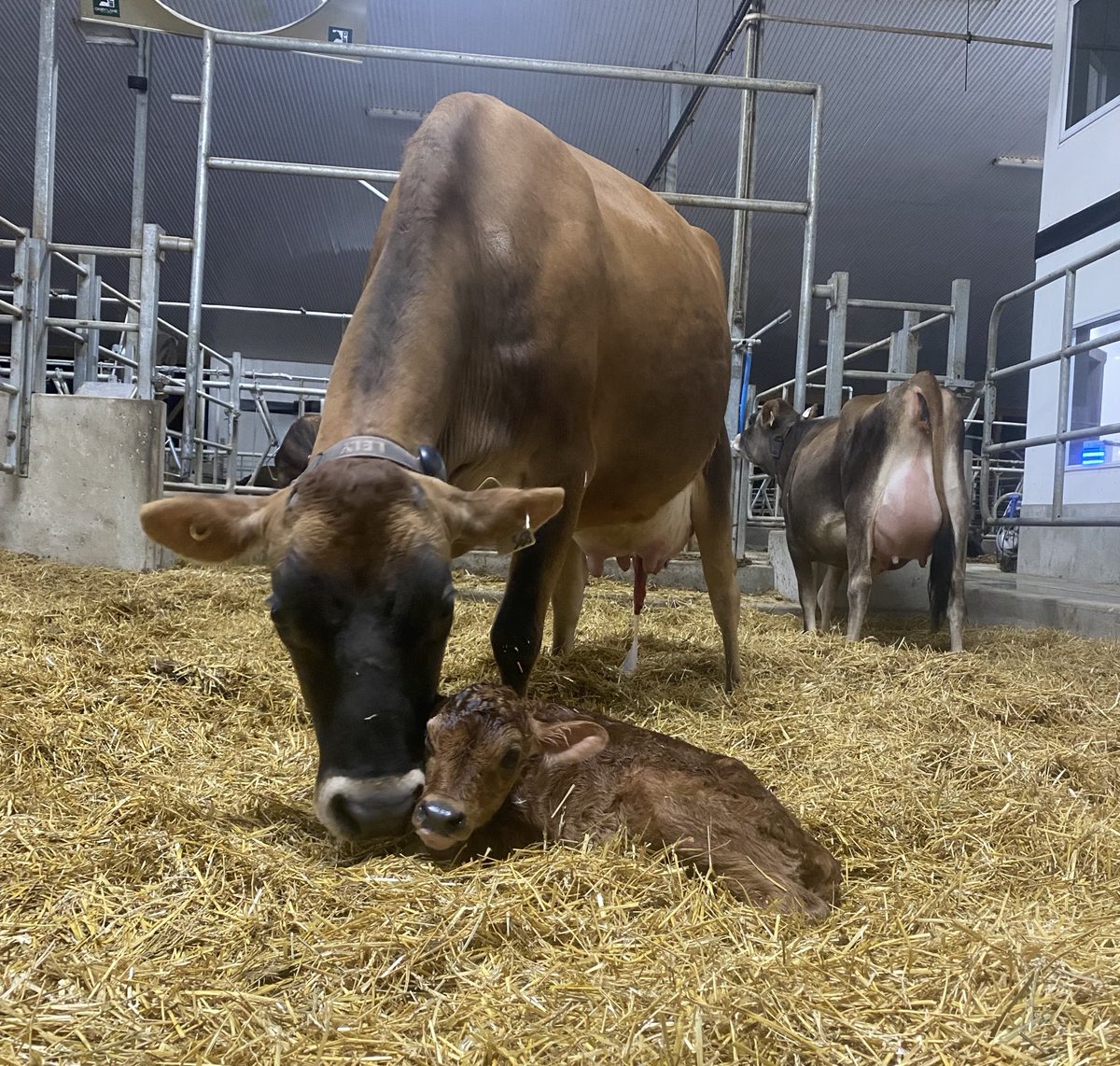 Derek Van De Walle tweet media