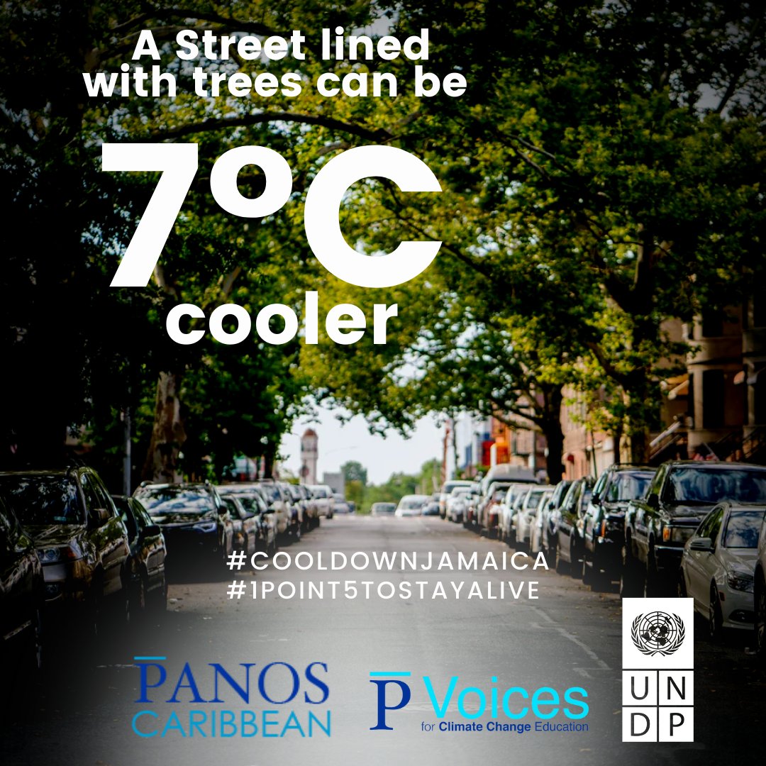 🌡️Feeling local temperature📈? 

🌳Strategically plant shade trees along streets &amp; communities to📉temps.  We can do it.

<a href="/PanosCaribbean/">Panos Caribbean</a>'s Voices for #ClimateChange Education &amp; #UNDP endorse the Natl Tree Planting Initiative &amp; call on us to #CoolDownJamaica | #1point5tostayalive