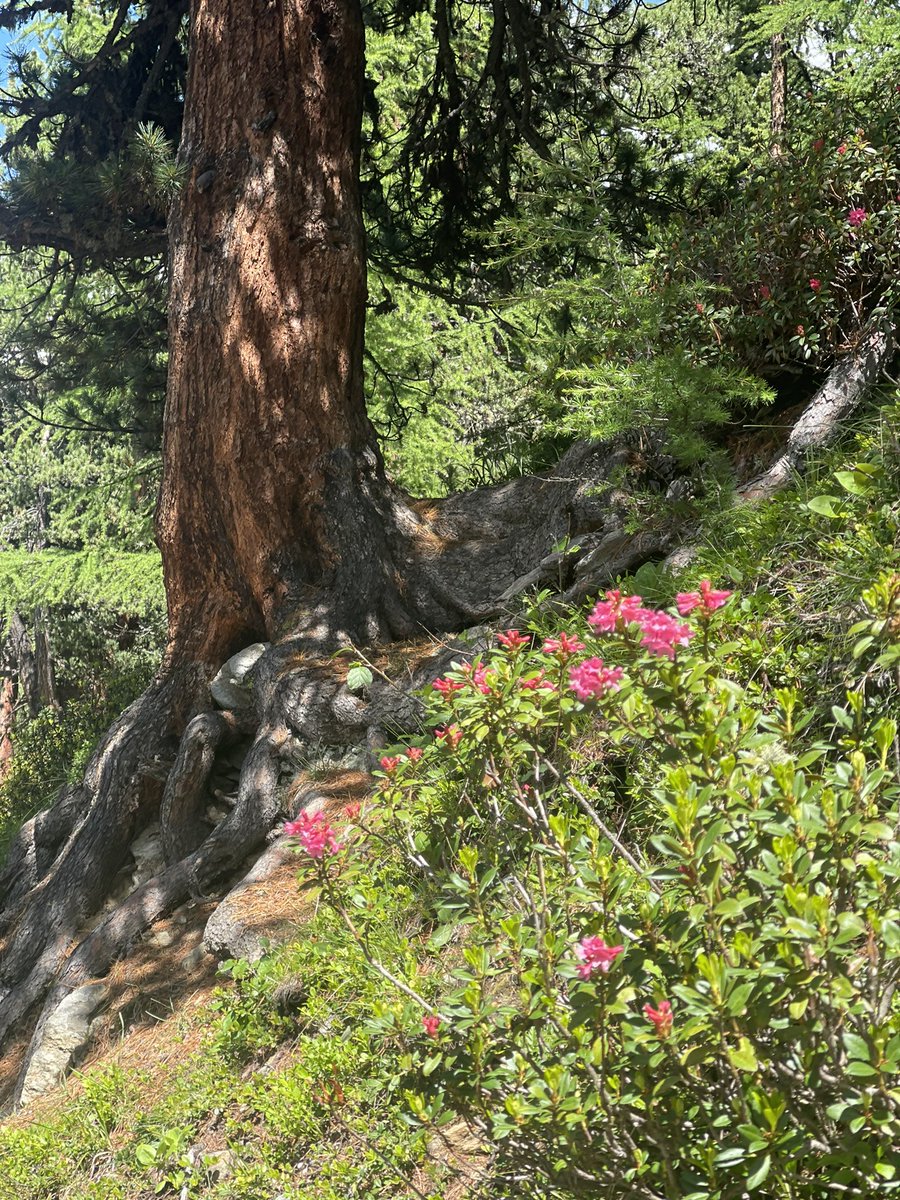 pat_valais's tweet photo. Rhodos à gogo sur l’Alpe #lundifleuri https://t.co/WAQ6ZGoAdc