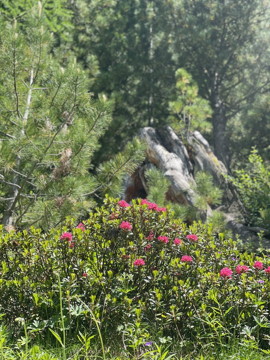Rhodos à gogo sur l’Alpe #lundifleuri
