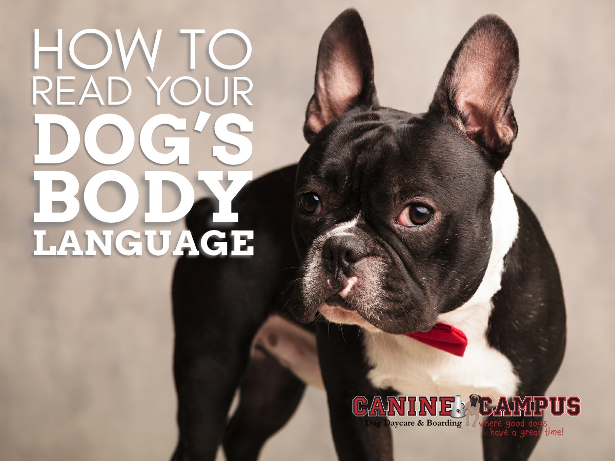 CanineCampusCO's tweet image. 🐶 Have you ever wondered what your precious pooch is trying to tell you through their body language? 🐕❤️🐾 #DogBodyLanguage #CanineCommunication #UnderstandingYourdog   caninecampus.us/how-to-read-yo…