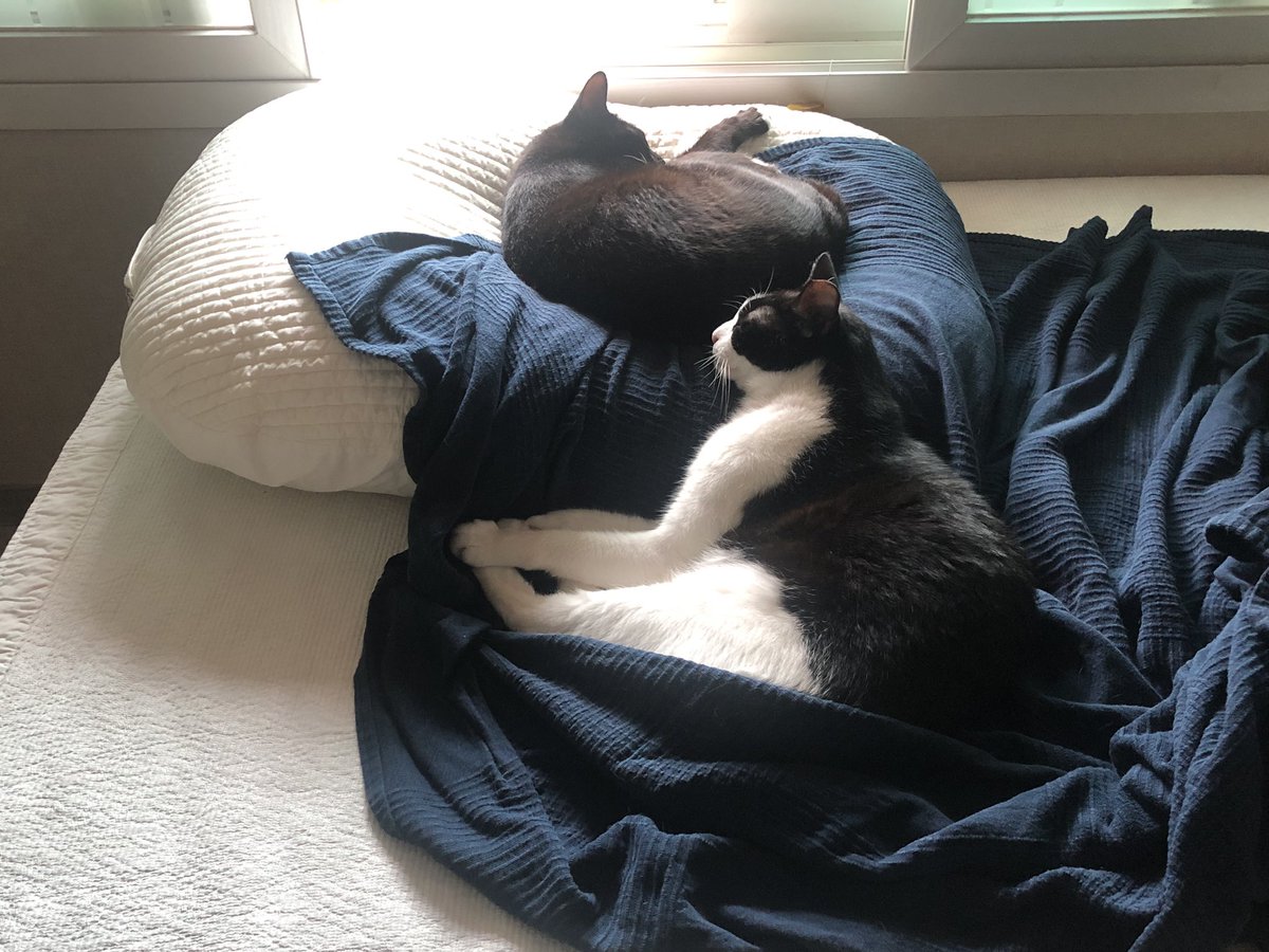 도도다다냥 (@dodo_dadada) on Twitter photo 