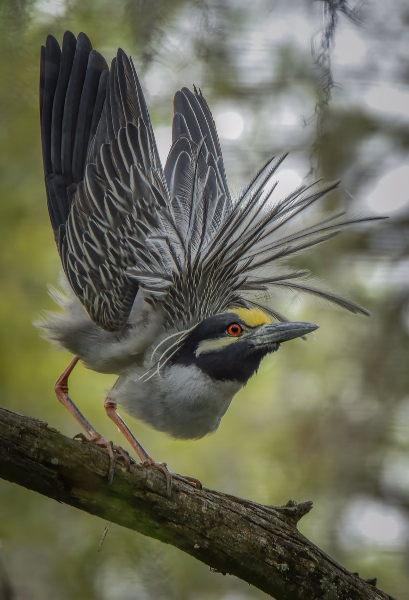 GOOD MORNING #TwitterNatureCommunity 🪶📸

“WHOOP!” 
The Yellow Crowned Night Heron makes a whooping call as it bows its head to display its entire plumage and wings. 

#BirdsOfTwitter #BirdTwitter #birdphotography #nature #Birds