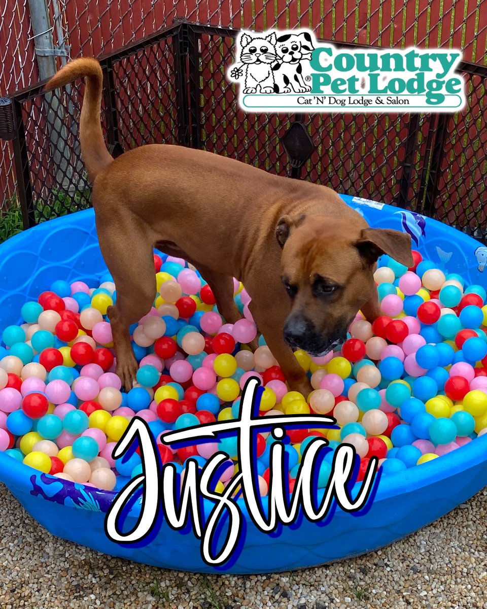 CountryPetLodge's tweet photo. Justice, the 'Ball-er' Cane Corso, serving up justice in the ball pit! 🎾💪🐶🐾 #Justice #PawsOfJustice #PibbleBeachParty #BallPitFun #LivingHisBestLife #CountryPetLodge https://t.co/P1ODGVPXEN