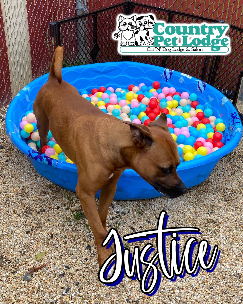 CountryPetLodge's tweet photo. Justice, the 'Ball-er' Cane Corso, serving up justice in the ball pit! 🎾💪🐶🐾 #Justice #PawsOfJustice #PibbleBeachParty #BallPitFun #LivingHisBestLife #CountryPetLodge https://t.co/P1ODGVPXEN