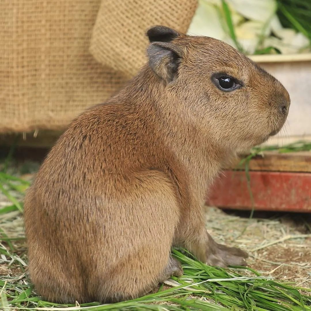 capybara_lover2's tweet photo. https://t.co/AiqNq9clpg