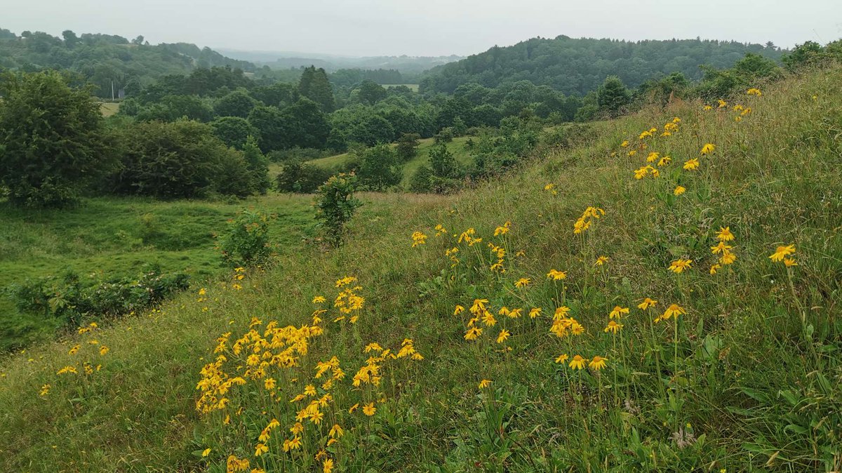 Nu udkommer tredje generation Natura 2000-planer. Som noget nyt giver de mulighed for en vildere naturforvaltning og samspil med udtagning af lavbundsjorde #dkgreen #dknatur bit.ly/3puF4Hj
