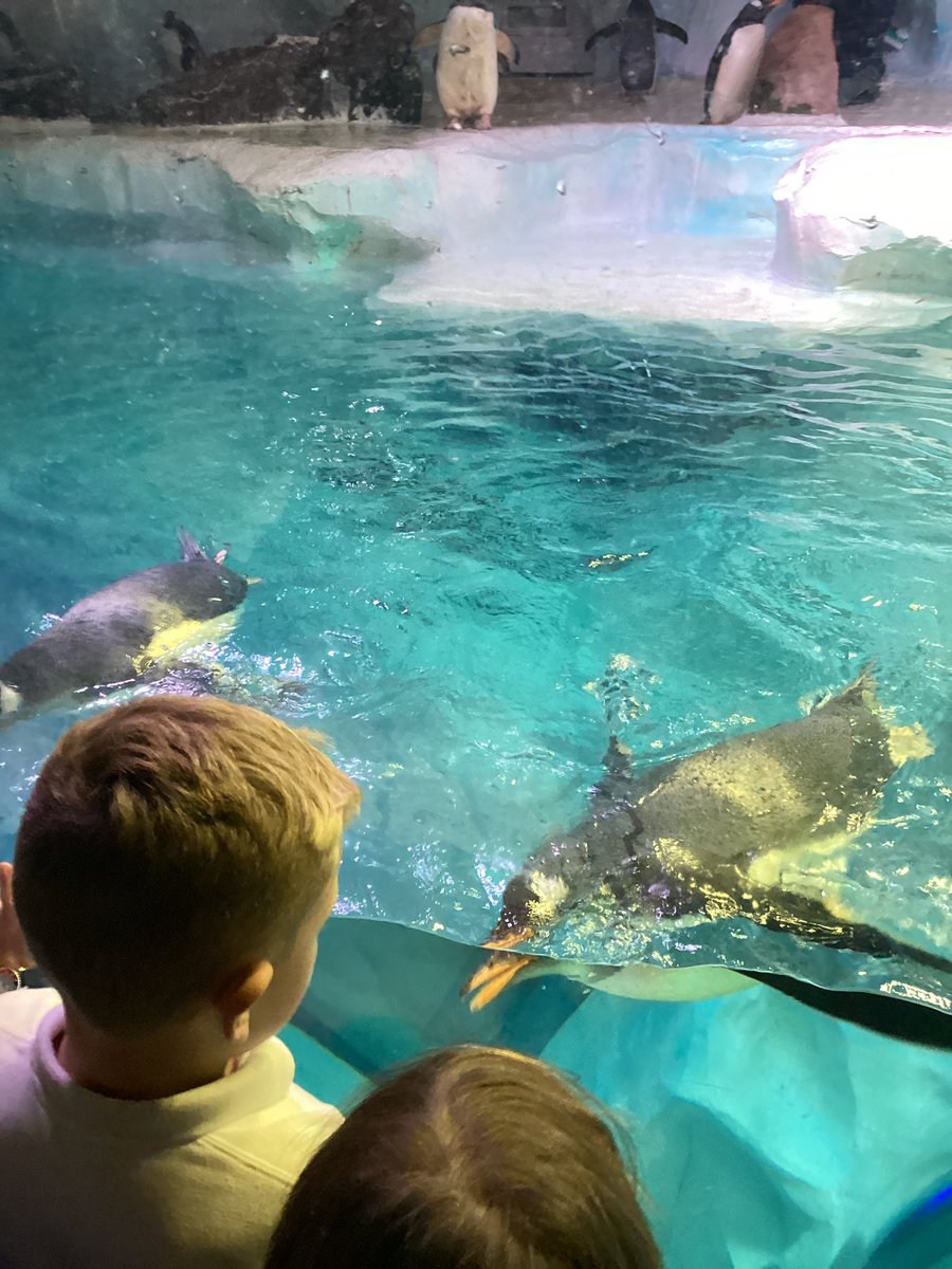 BucktonFields's tweet photo. We are the bus back to school, after lots of fun at @sealifebham ! 🐠🐡🐙🪸 https://t.co/xak0BdfclP