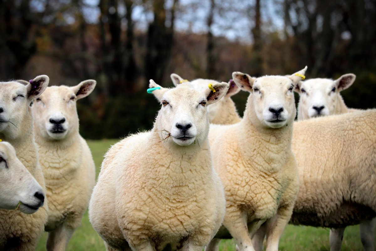 National Sheep Association tweet media