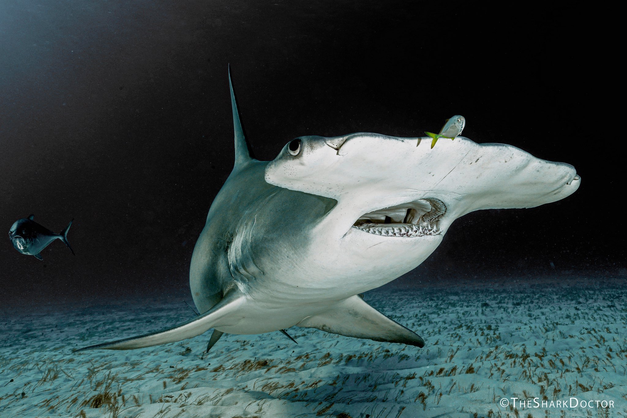 Dr. Craig O'Connell on Twitter: "One of the most incredible sharks on