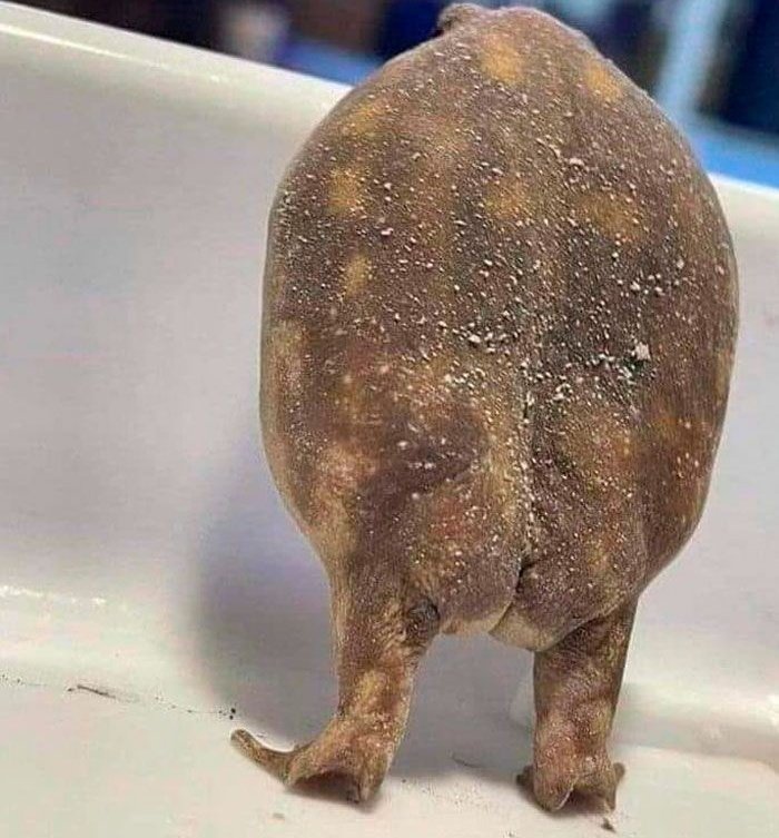 se hace la linda y es está