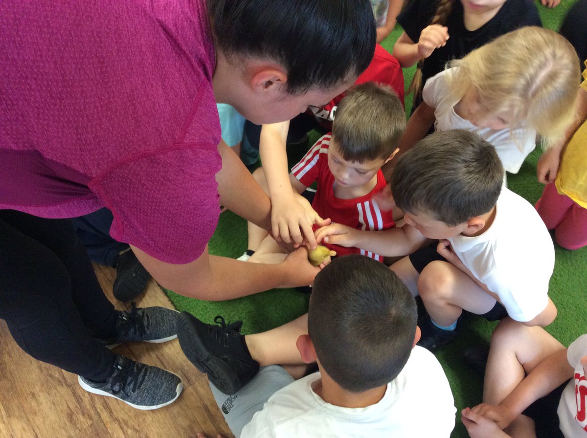 We came into a lovely surprise this morning 🐥🦆😍 #@TPAF2EL <a href="/DeltaTheParks/">The Parks Academy</a> #TPAF2Science #TPAScience