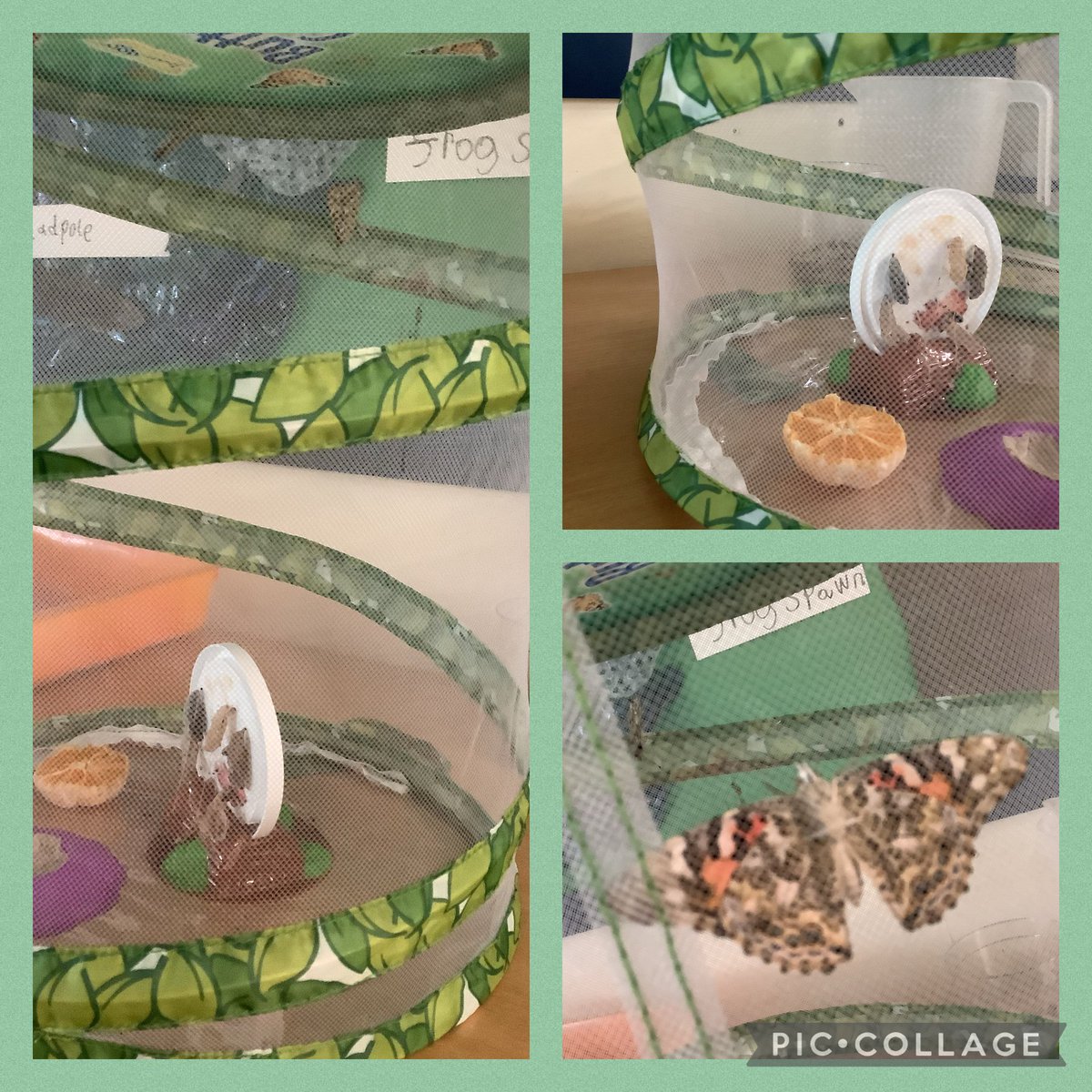 It's so exciting...3 butterflies have emerged so far.  Ruby class are enjoying watching the life cycle develop 🦋