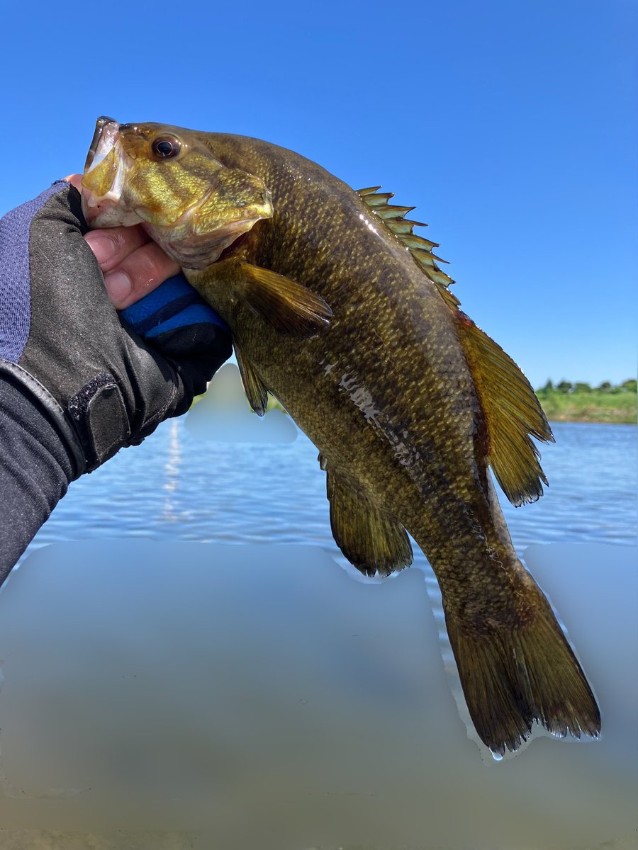 raiden_TL's tweet photo. MMZ🪱のサイトで３匹ゲット✨

ヨッシャーーー😆💪💪💪

そのうちの１匹は二℃目のよんぱちビックマムでした〜😊✌️

#多摩川スモール
#バス釣り
#川スモール
#スモールマウスバス https://t.co/c4HO1Sy8bS