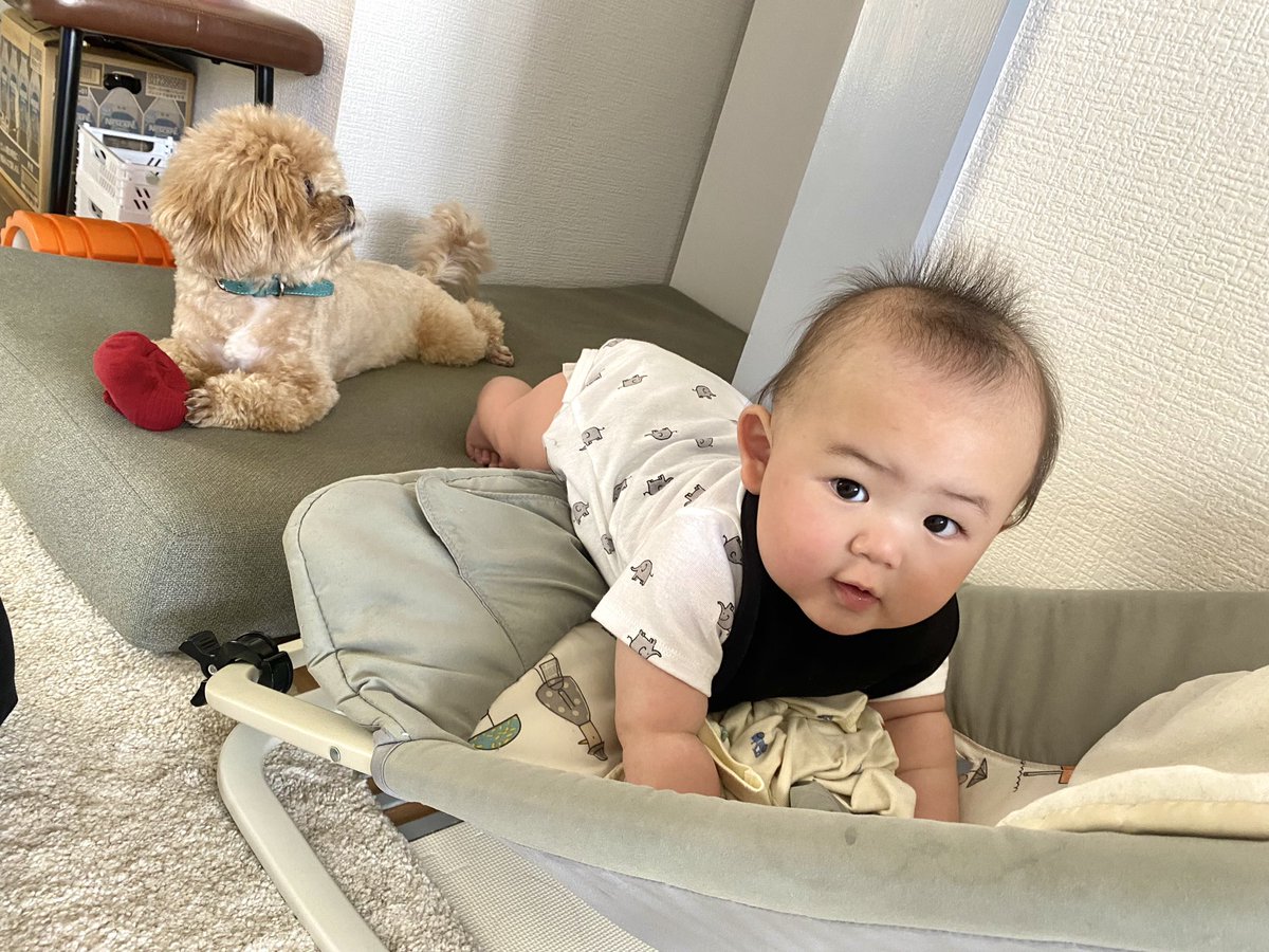 comani_rita's tweet photo. 坊ちゃんが遊んでほしいときはコマニお姉ちゃんは無視だし、コマニお姉ちゃんが遊んでほしいときは坊ちゃんは違うことに夢中でタイミングって難しいねな今日でした😂 https://t.co/zinEA6yI1d