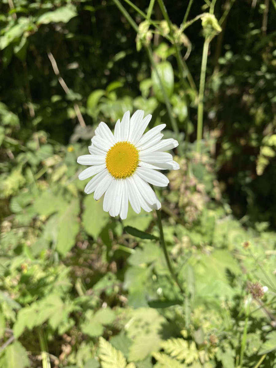 Valerie Jack tweet media