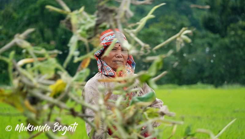 Mbogati's tweet photo. मानो छरेर मुरी फलाउने चटारोमा खोकनाका महिला किसान
#nepal #agriculture #womeninagriculture #womenempowement #khokana #khokanawomen #rice #paddy #paddyfield https://t.co/l8nqb52wYB