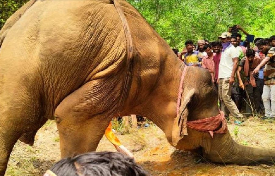 Wild Elephant dies due to overdose of tranquilisation by forest officers in Jhargram. State Forest minister justifies their shameless act. @MamataOfficial @moefcc @ForestDeptWB @WCCBHQ