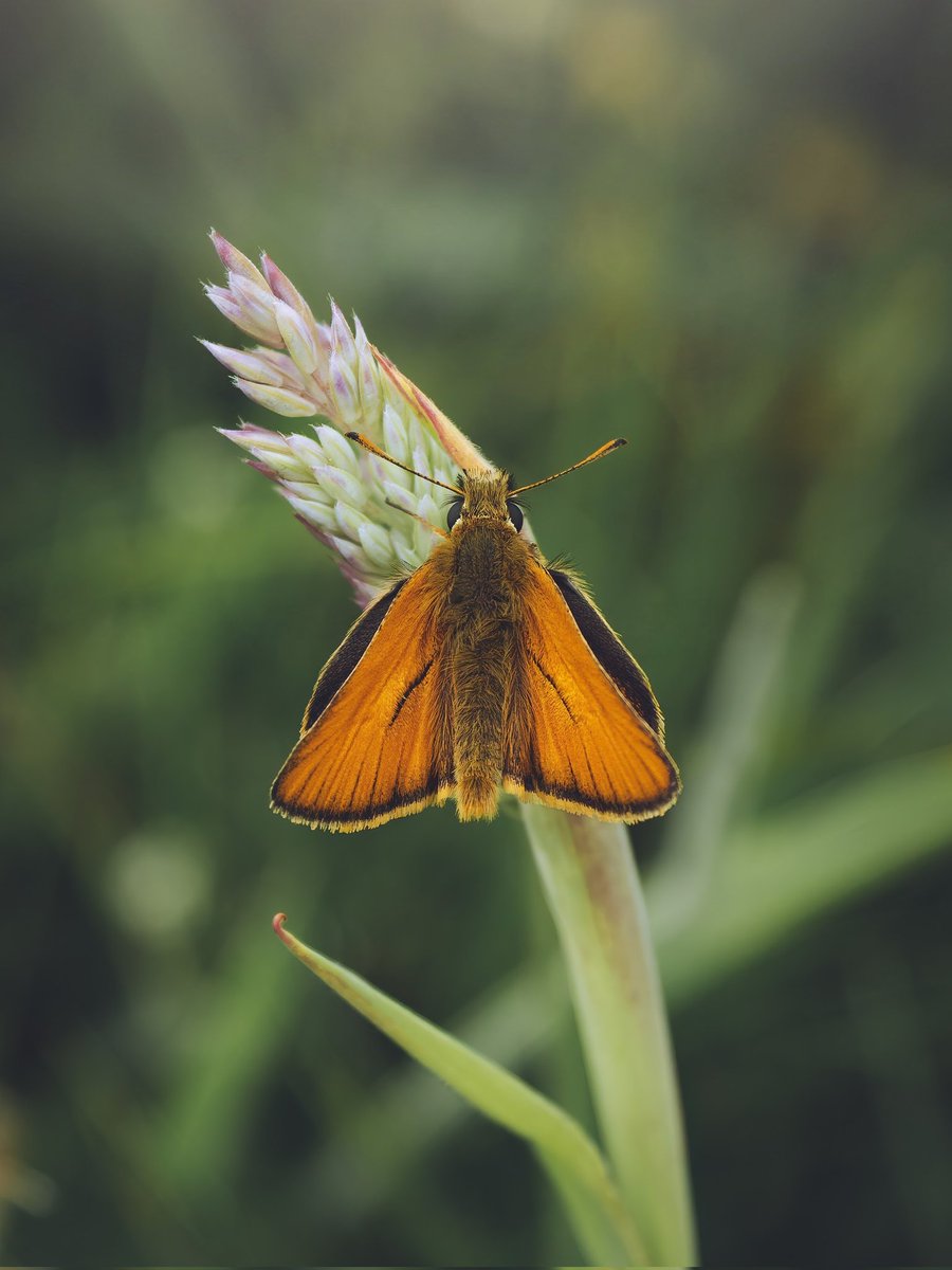 Moving away from birds for the time being, here's a Small Skipper butterfly instead.

#anglesey #Butterflies #lumixuk