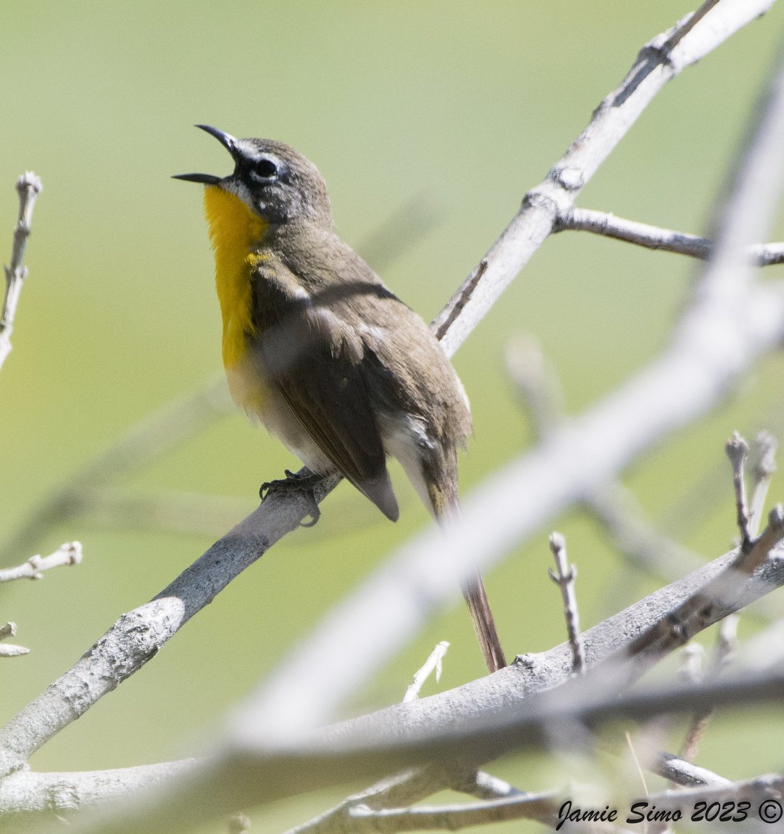 frontrangebird's tweet image. July Bird Walk with Guest Leader Jack Strobel - mailchi.mp/frontrangebird…
