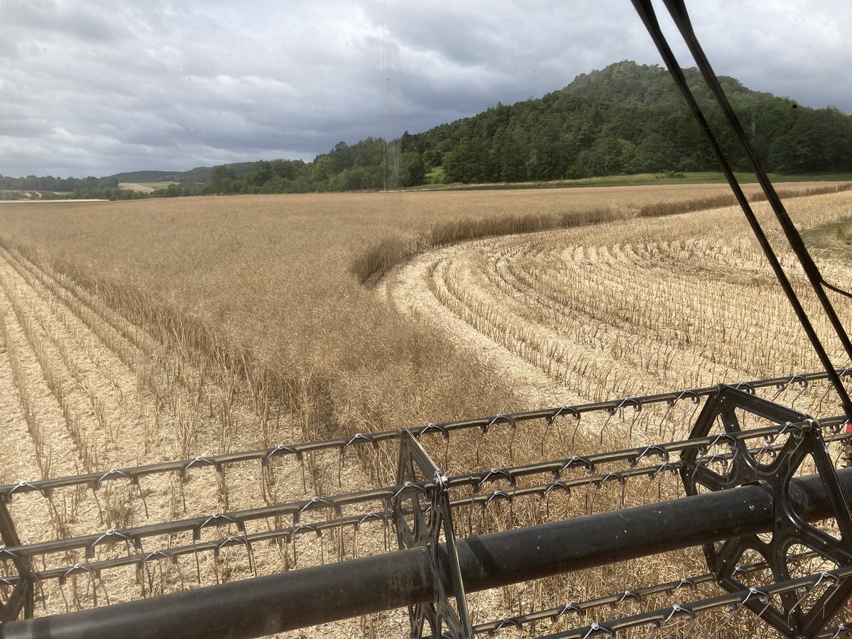 bigard_q's tweet image. C’est parti pour les #Colza2023 ! #Moisson2023 #FrAgTw 🌼🌼😎