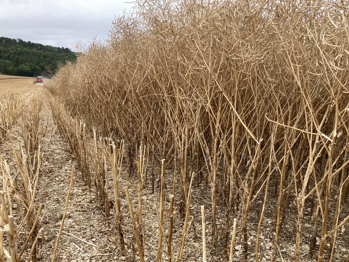 bigard_q's tweet image. C’est parti pour les #Colza2023 ! #Moisson2023 #FrAgTw 🌼🌼😎