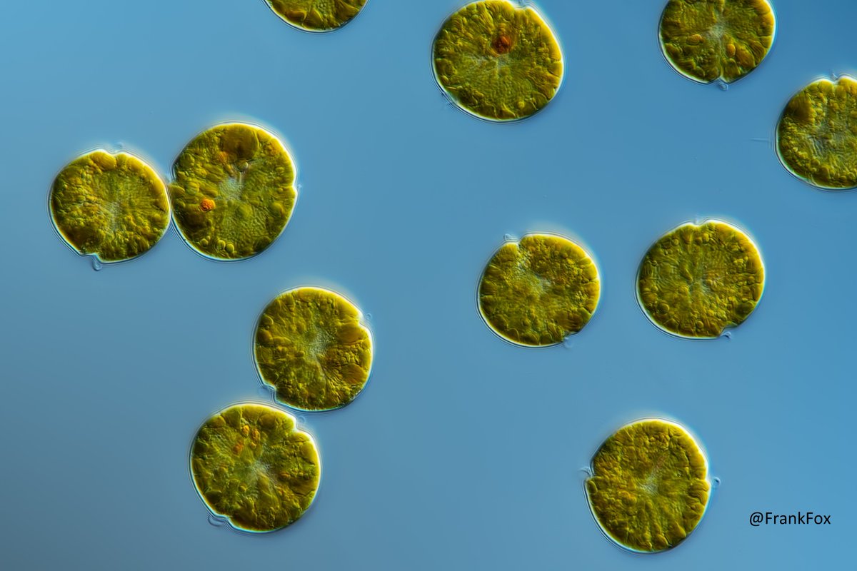 Central Collection of Algal Cultures CCAC tweet media