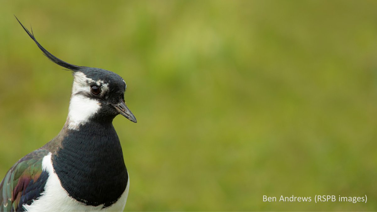 📢Job alert! 📢 We have a fantastic opportunity for a Conservation Scientist with a background in ecology, applied statistics & remote sensing to model conservation strategies for lowland waders @RSPBScience #ornithology Deadline 24th July. Pls RT! Info👉bit.ly/3NAPVrc