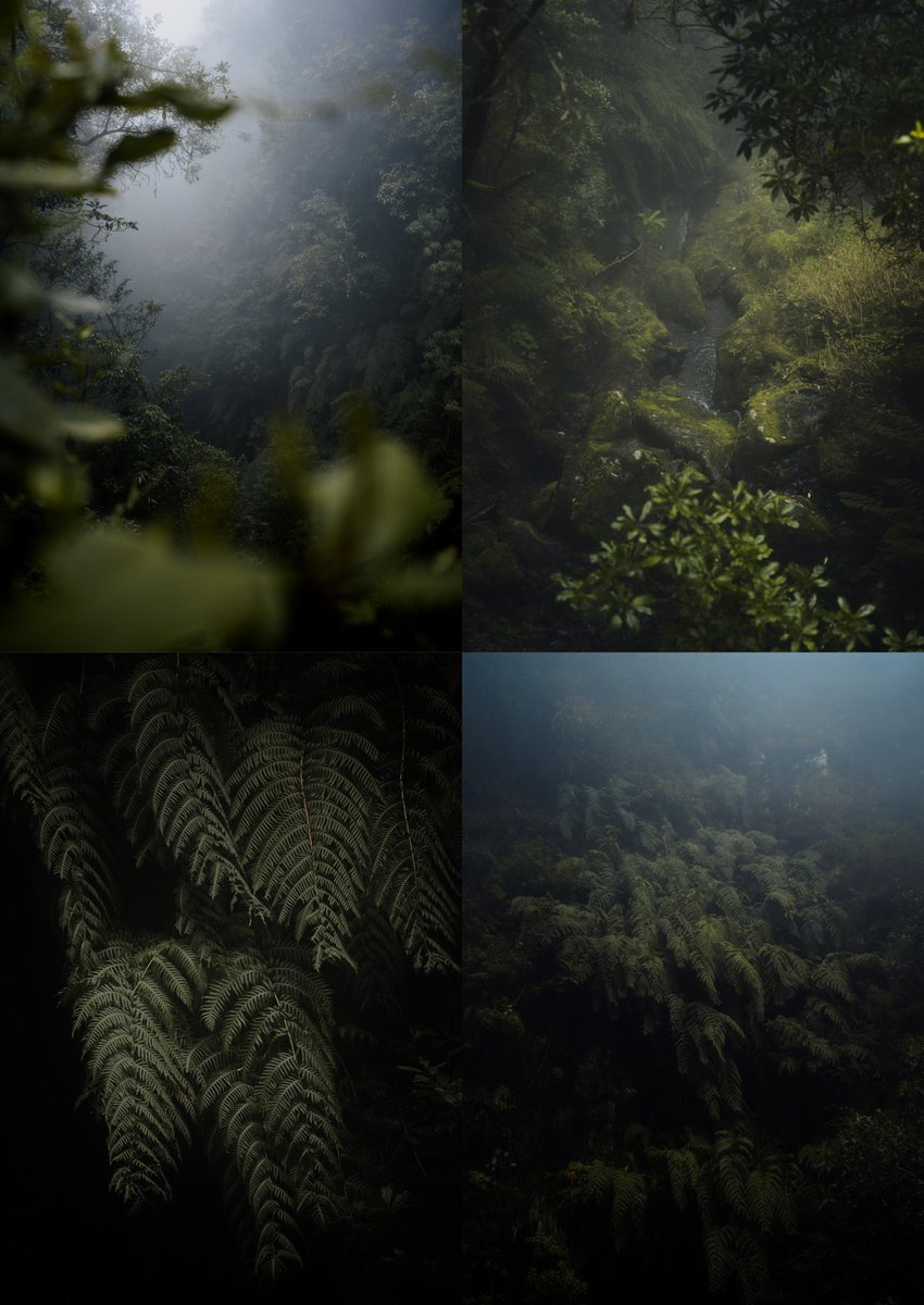 photos I took in the forest , can I see yours? 👇