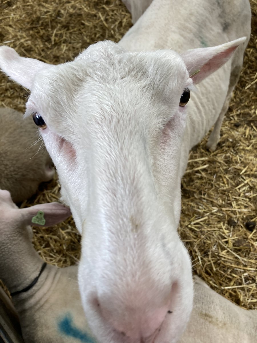 BSN Sixth Form tweet media