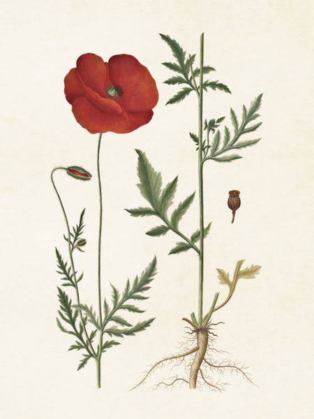 Ook Klaproos en andere papaver-soorten delen vanaf nu hun ‘nakomelingen’ in overvloed Als de doosvruchten bruin, uitgedroogd en geopend zijn is het oogstseizoen van (maan)zaden geopend! Klaproos is pioniersplant Dus heeft graag ‘de ruimte’ in boomspiegels en geveltuin ^Wim