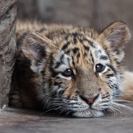 pocketsizedomo's tweet photo. I see no difference. 🐯💜🧡
#WetSand #웻샌드 https://t.co/nv17ZzfYUB