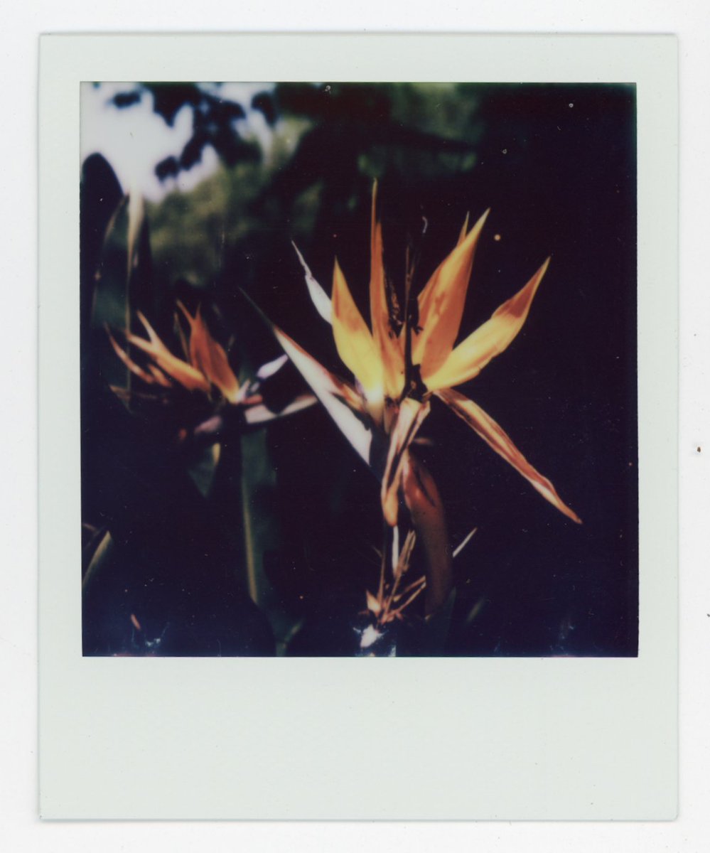 kevinearltaylor's tweet photo. Drinking coffee and scanning in a mountain of Sx-70 photographs... (feat: Sintra, Portugal, 2023) https://t.co/WdznoCTB0r