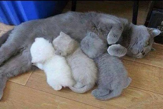 Drôle de chats tweet media