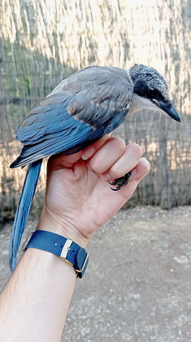 Juvenile Iberian magpie
