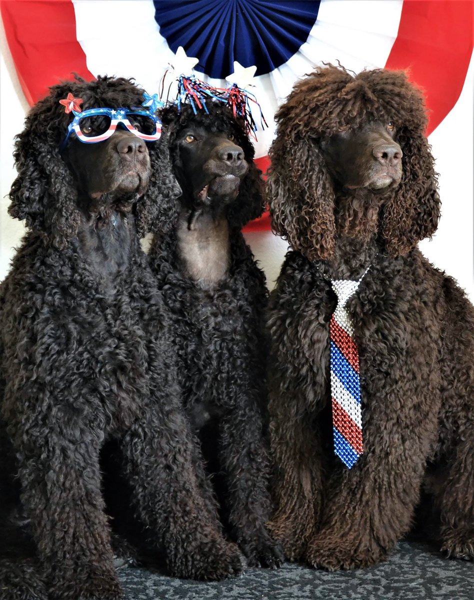 IWSAmerica's tweet photo. Crowley, Luke & Keegan wish you a Happy Independence Day
Loved by Ellen DeVrieze & Stacy Duncan Photo by Ellen DeVrieze
#IrishWaterSpaniel #IWSCA #DogsOfTwitter #Dogs #4thOfJuly #USADogs #PatrioticDogs
@AKCDogLovers @WeLoveDogsUSA @AKC_Gazette @DogCelebration @Dogster @BringFido https://t.co/pMaUTlxH0e