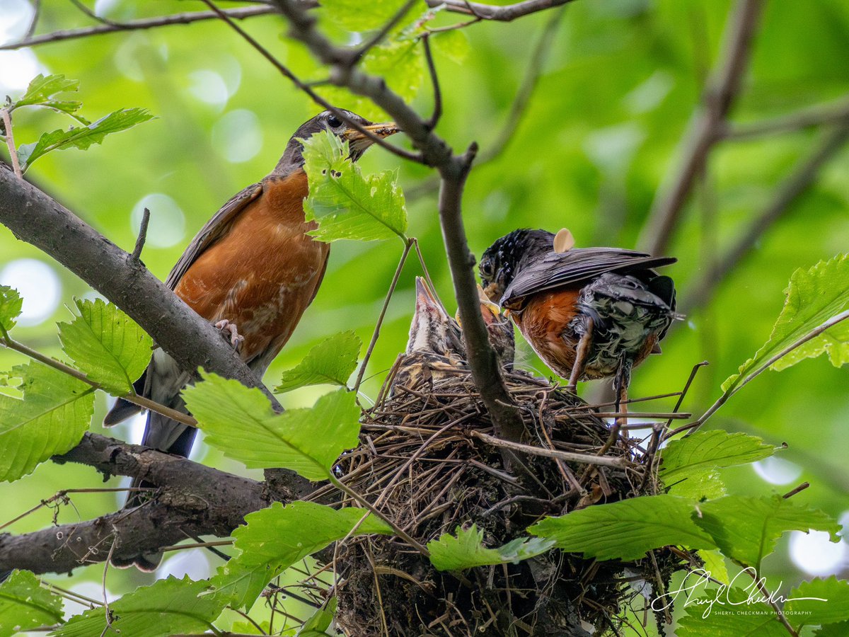Hungry Robin triplets at the nest in the Loch. Mom and dad are doing their best to keep them satisfied!
#birdcpp #americanrobins