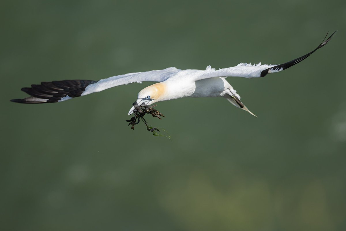 Xopher78's tweet photo. The puffins weren’t playing ball… but a trip to @Bempton_Cliffs is never a wasted journey! What a cracking place this is when the wind is blowing 💨 https://t.co/5cgKmayDW2