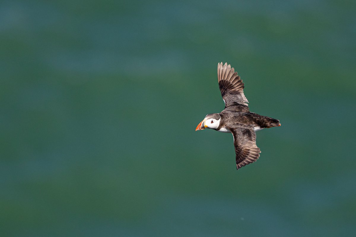Xopher78's tweet photo. The puffins weren’t playing ball… but a trip to @Bempton_Cliffs is never a wasted journey! What a cracking place this is when the wind is blowing 💨 https://t.co/5cgKmayDW2