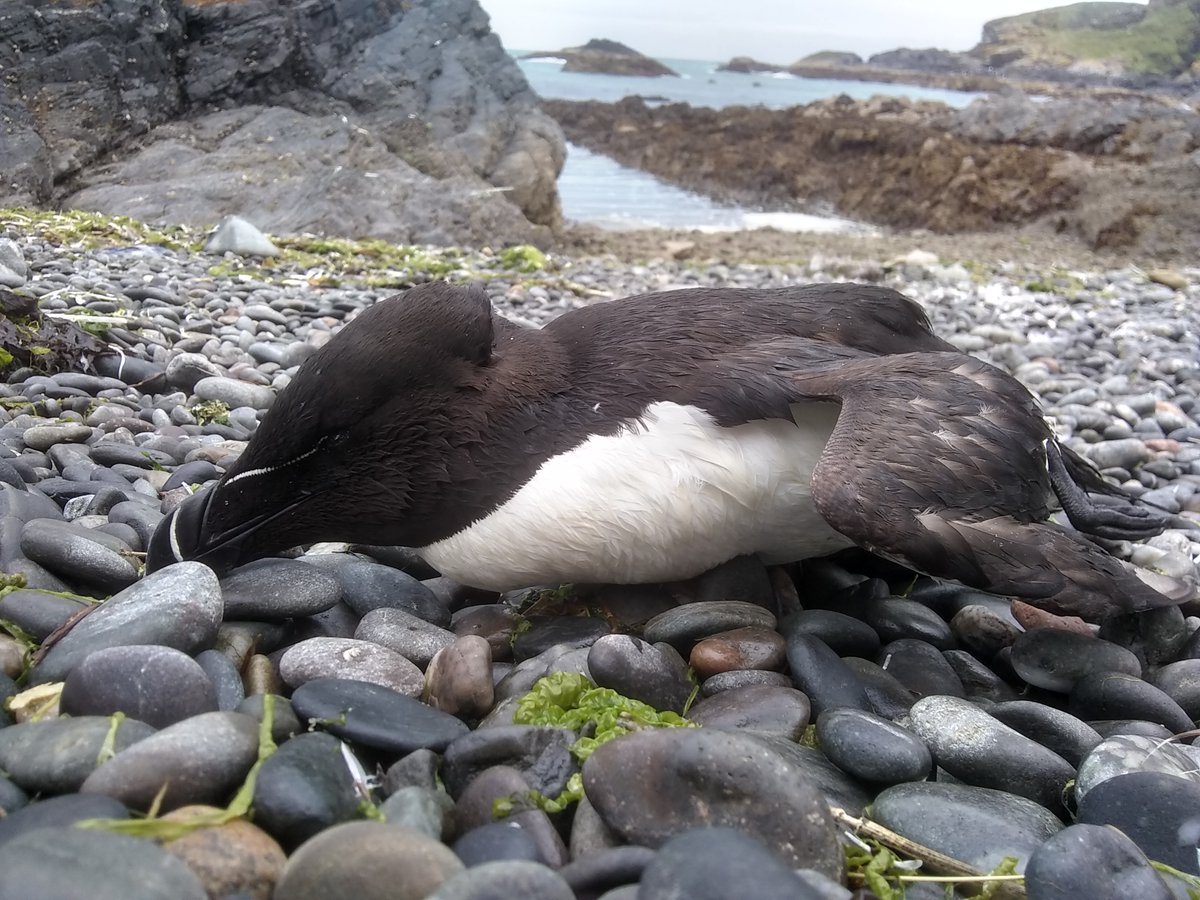 High-pathogenicity avian influenza (#HPAI) is seemingly taking hold in some E coast UK seabird colonies again this breeding season.

27 dead/dying birds of 4 spp along a 1.5km section of the Buchan Ness to Collieston Coast SPA 🏴󠁧󠁢󠁳󠁣󠁴󠁿 last Friday. (1/4)

#BirdFlu #AvianFlu