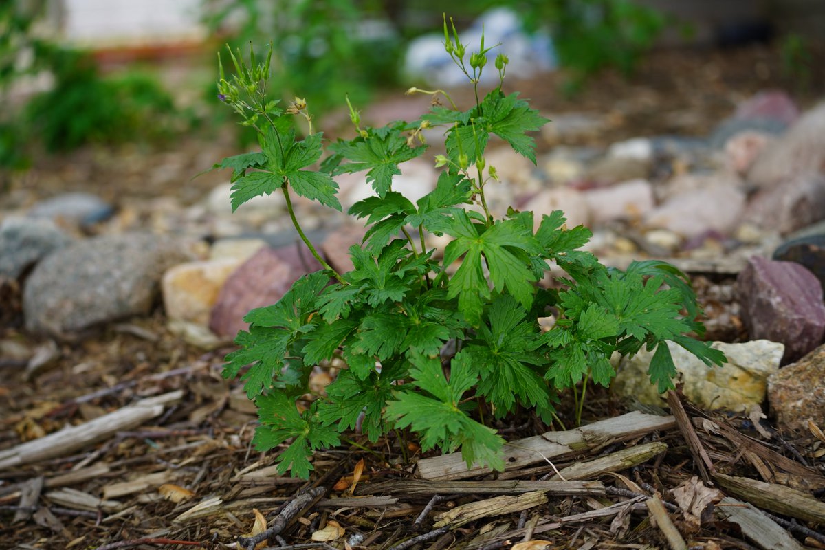 Blue Thumb tweet media