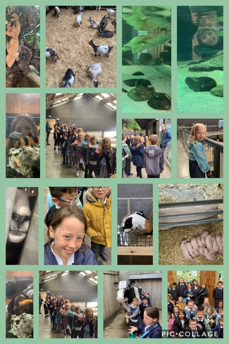 StHelensyear3's tweet photo. We absolutely loved our school trip to Cannon Hall Farm! 🐮 🐑 🐐 @PrincipalSTH @STHAssistantHT @SouthamMr https://t.co/SHtpbRmoVn